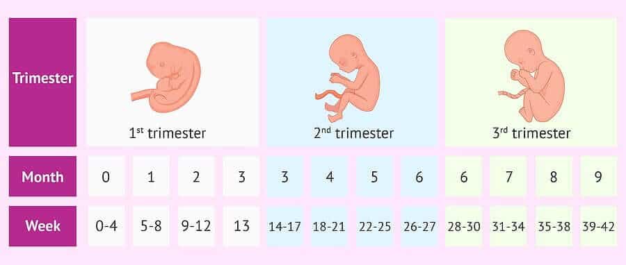 Hamilelikte 1. Trimester: 0-12 Hafta 1 Hamilelikte 1. Trimester: 0-12 Hafta 1