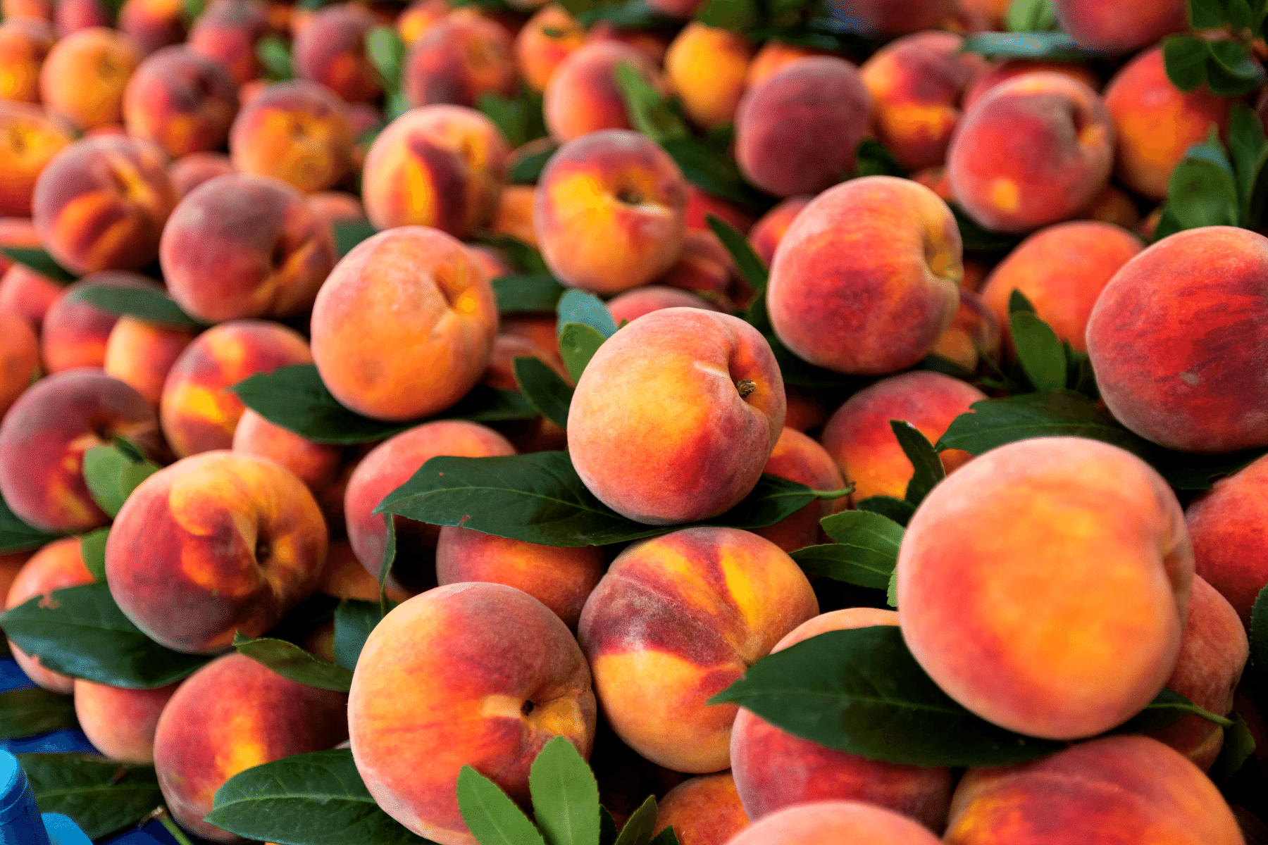 Hamilelikte Şeftali Yenir Mi