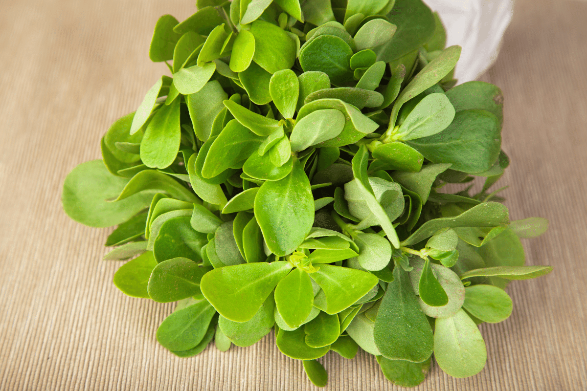 Hamilelikte Semizotu Yenir mi_