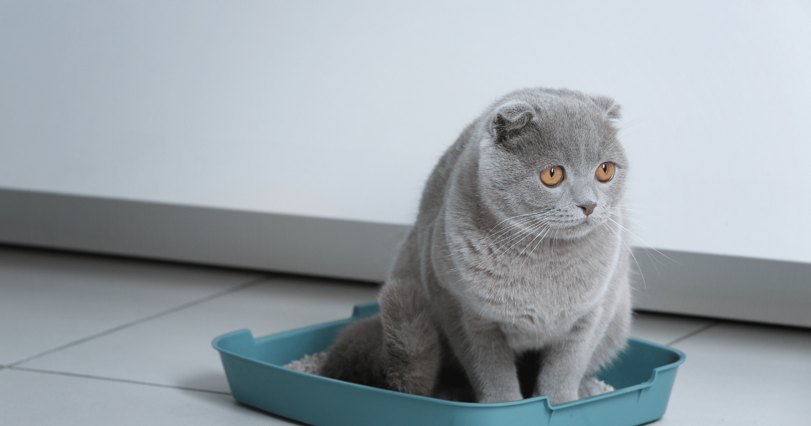 Çam Peleti Kedi Kumu